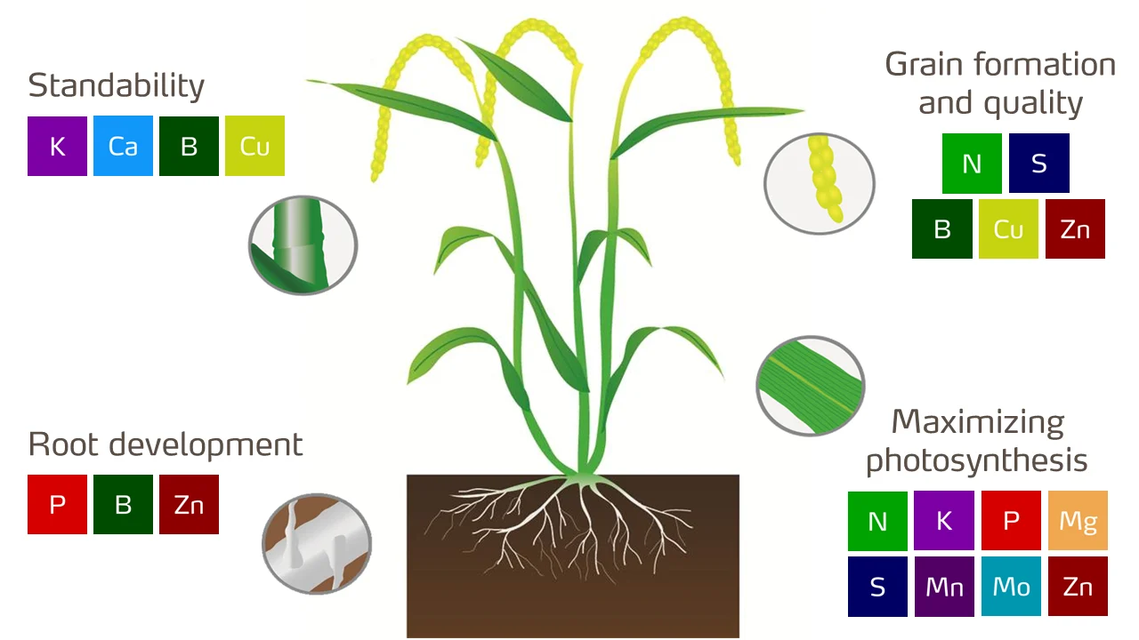 Paddy Crop Nutrition