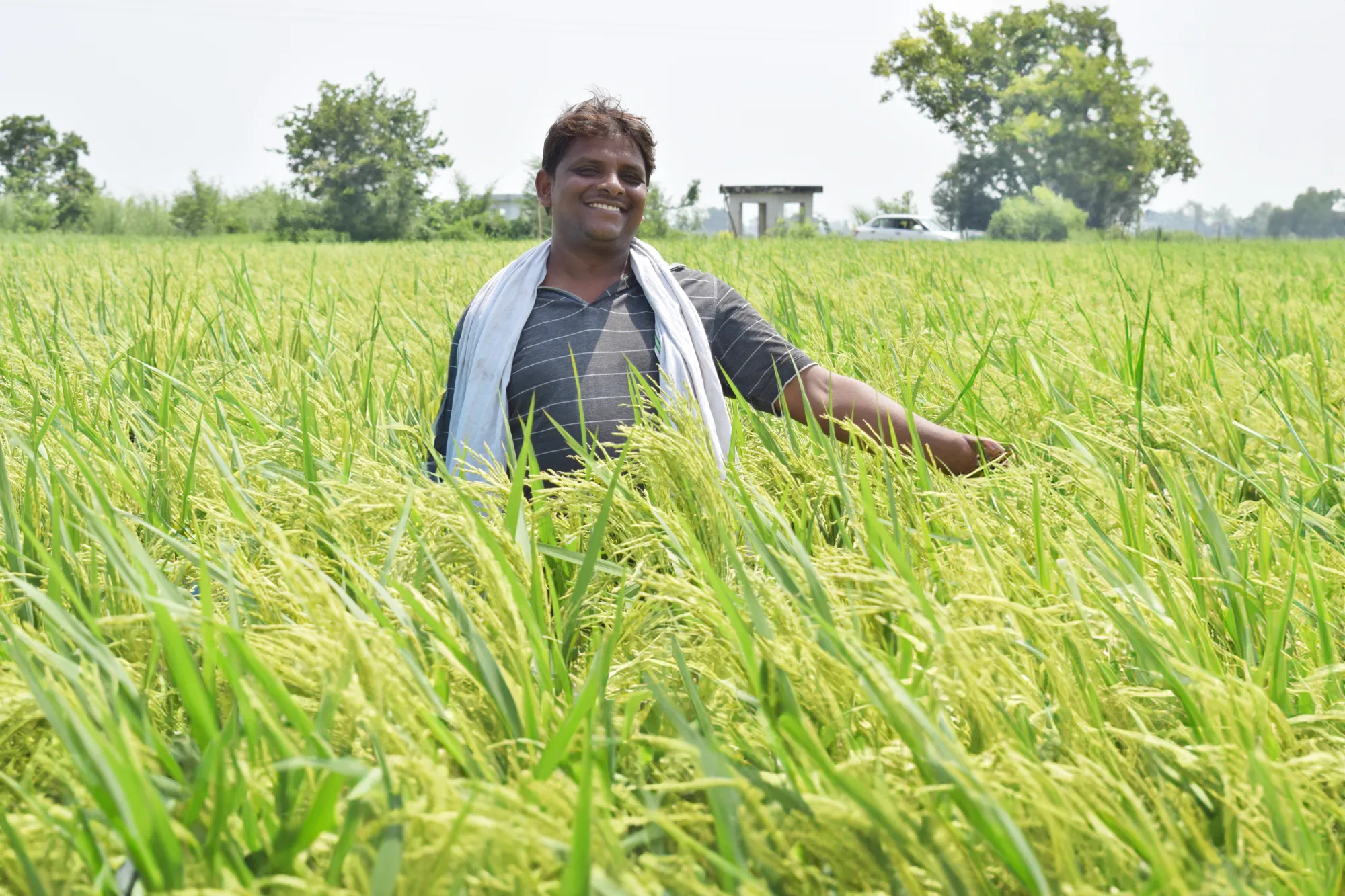 Benefits of the Yara Rice Program