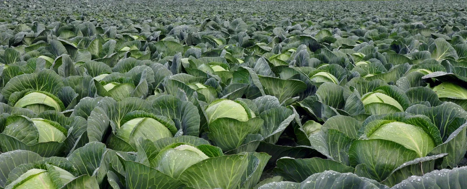 cabbage-crop-banner-img