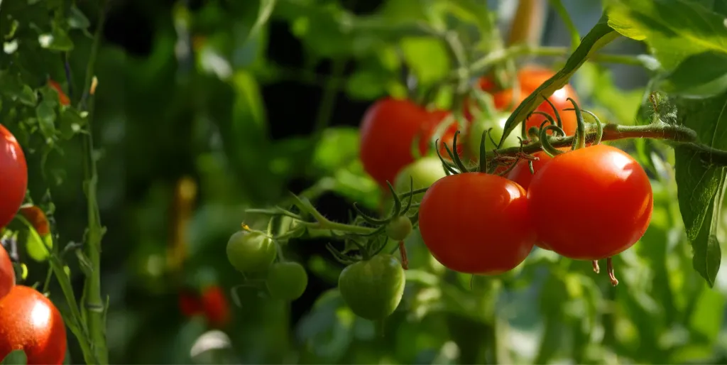 Tomato fertigation and crop nutrition
