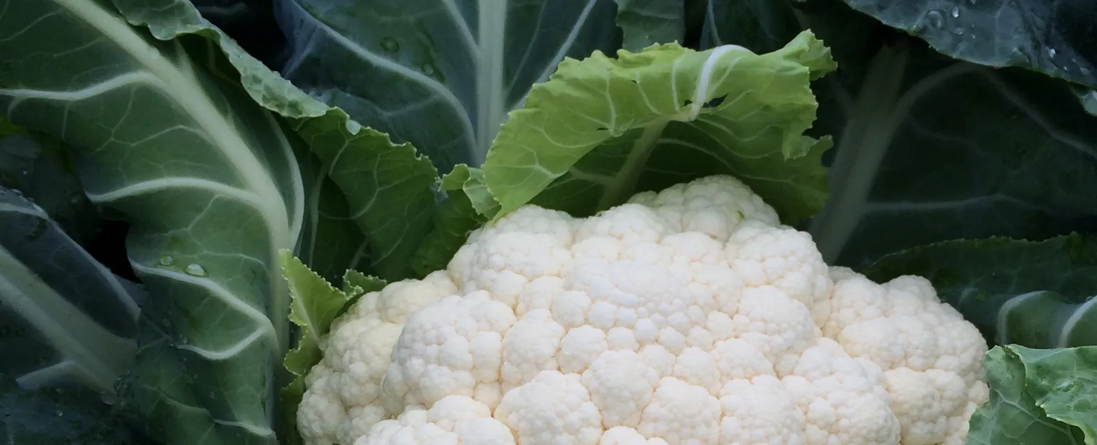 Cauliflower crop nutrition