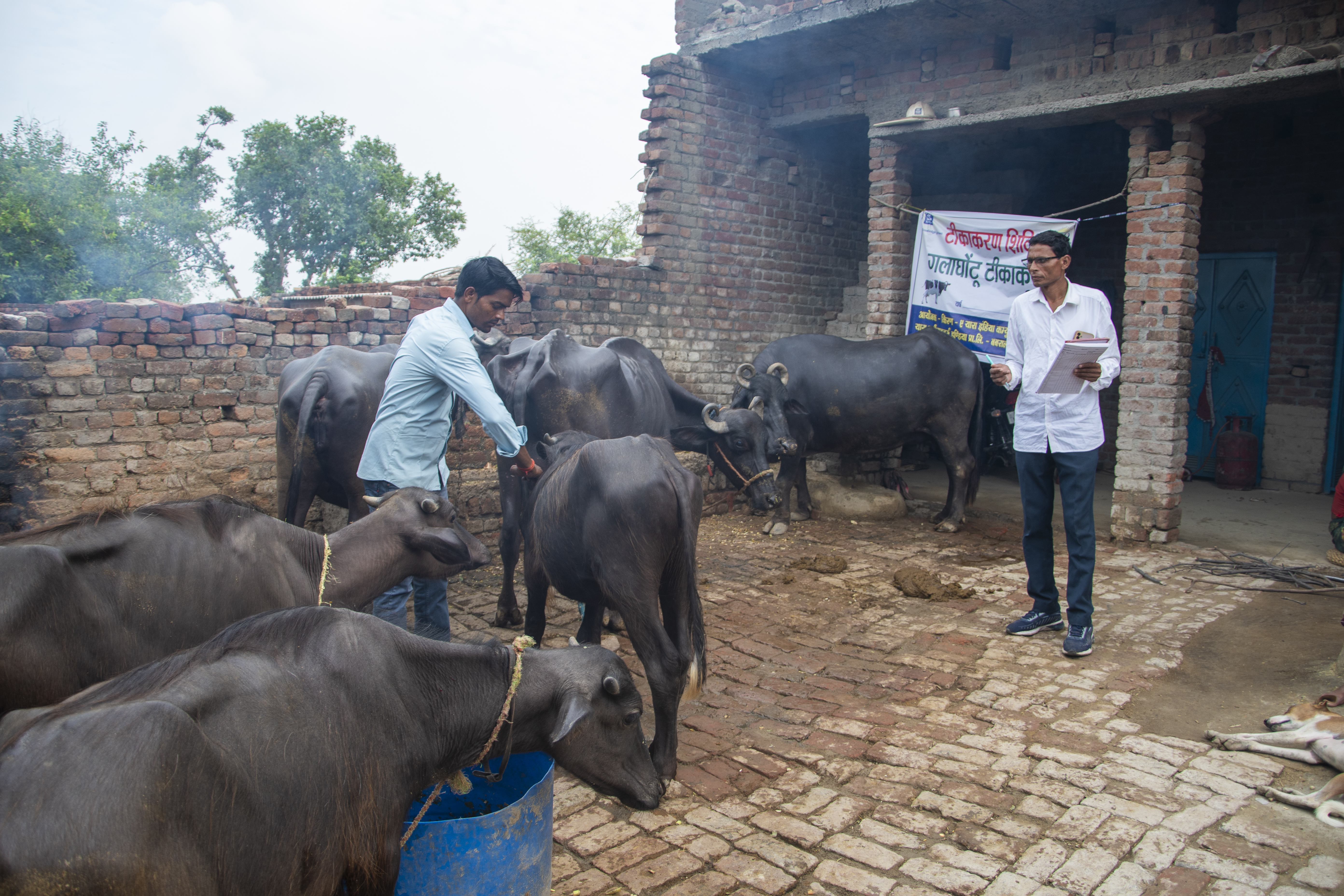 Animal Husbandry