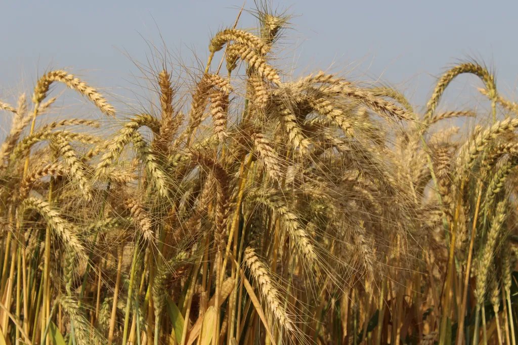 Wheat crop nutrition programs