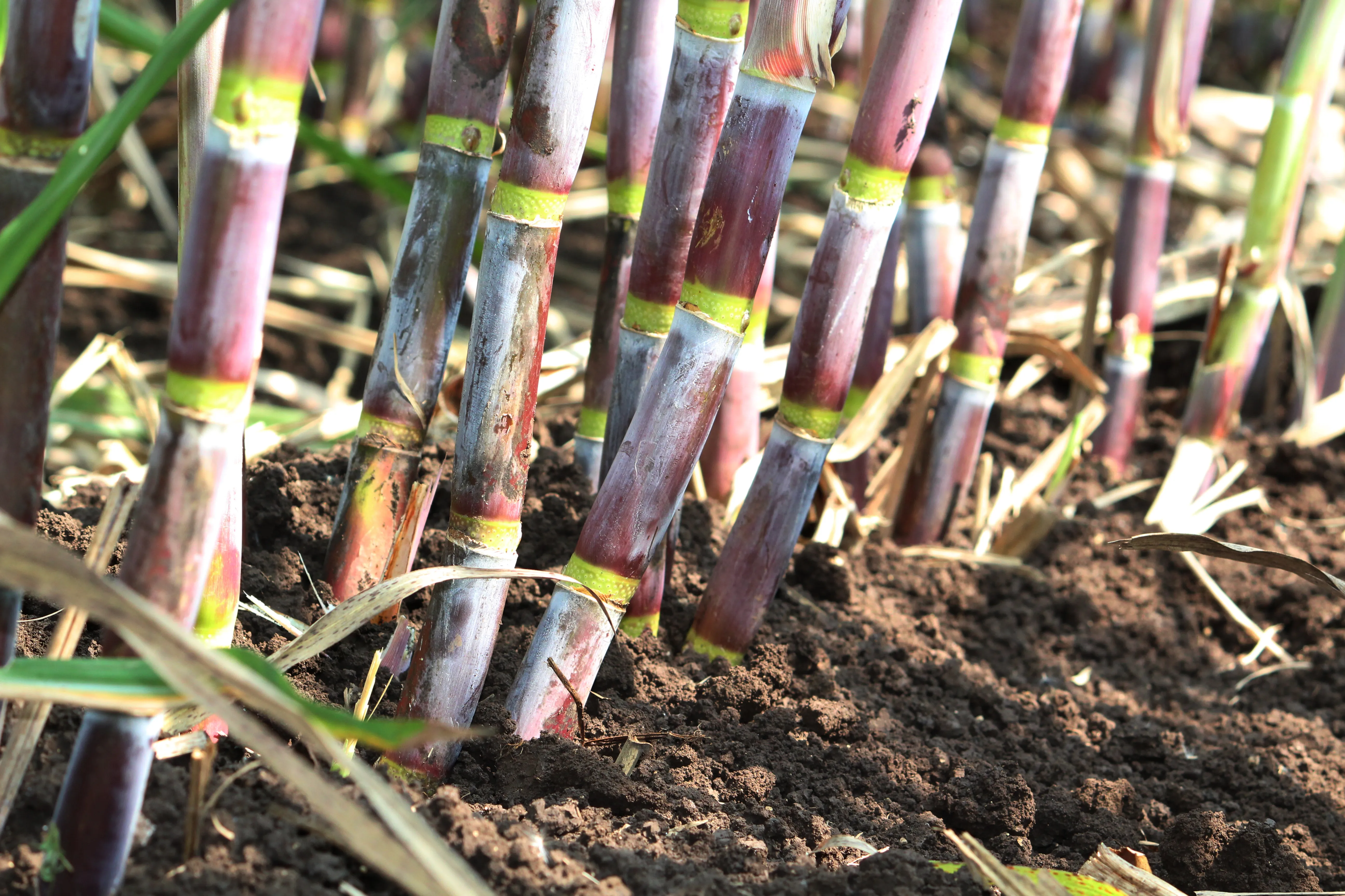 Sugarcane