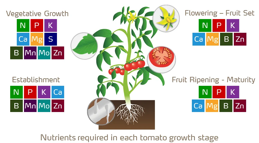 tomato-illustration-with-nutrients