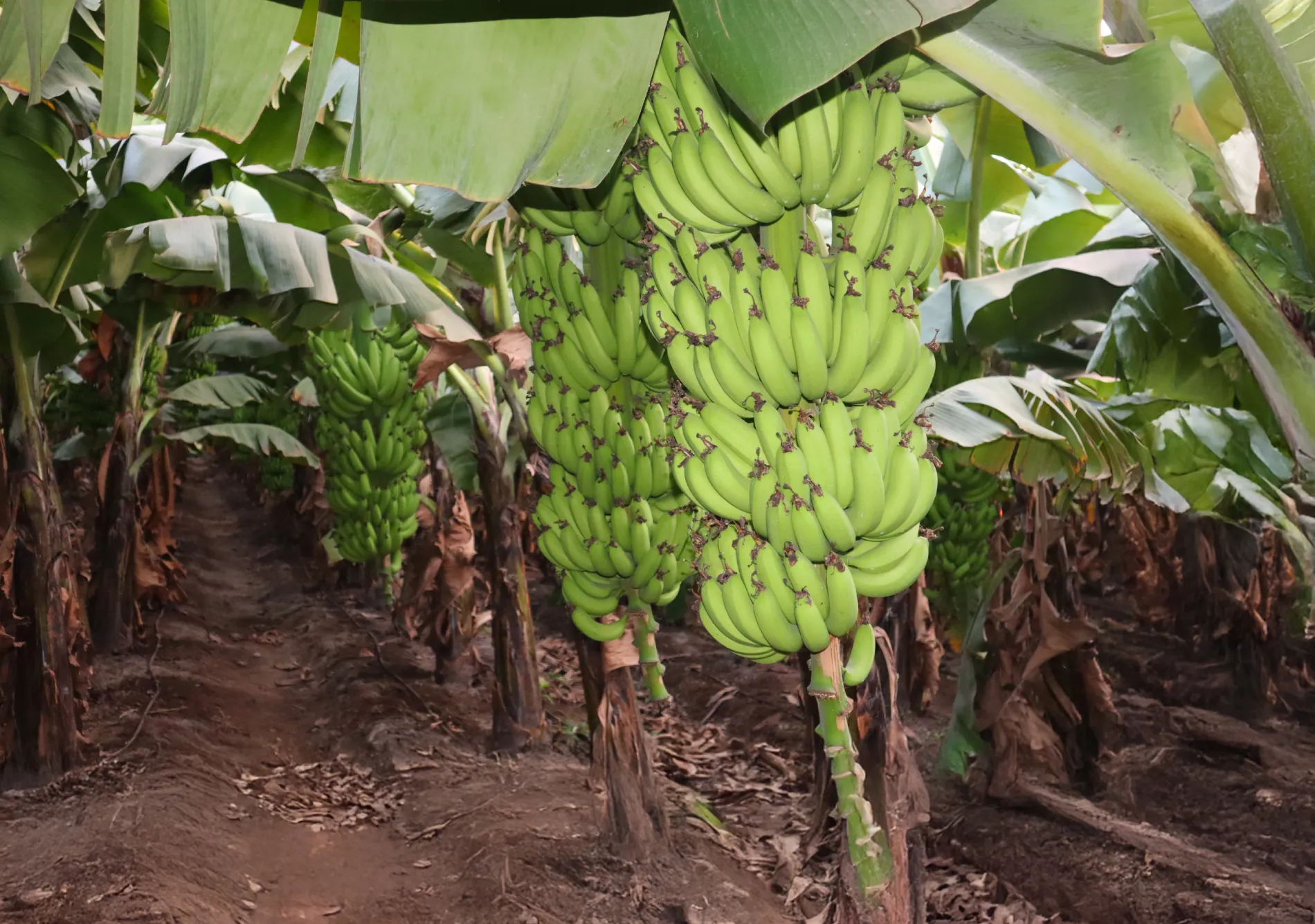 All banana articles