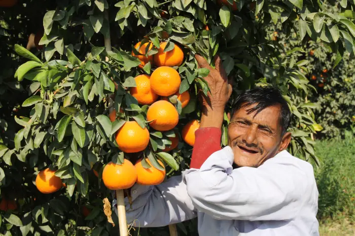 How to increase citrus yield