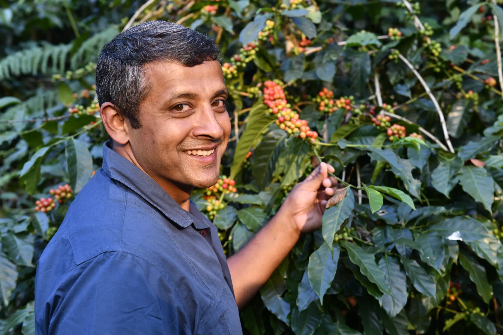 How to increase coffee yield