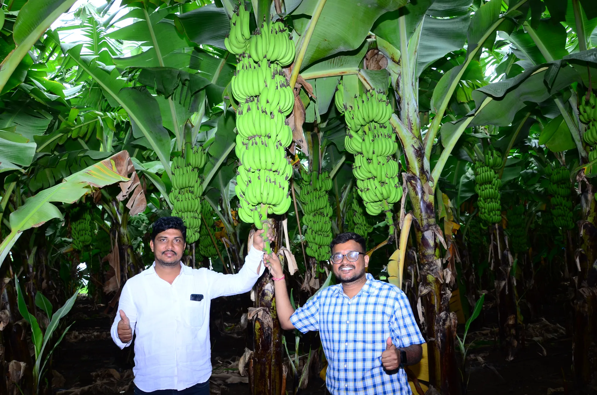 Banana crop