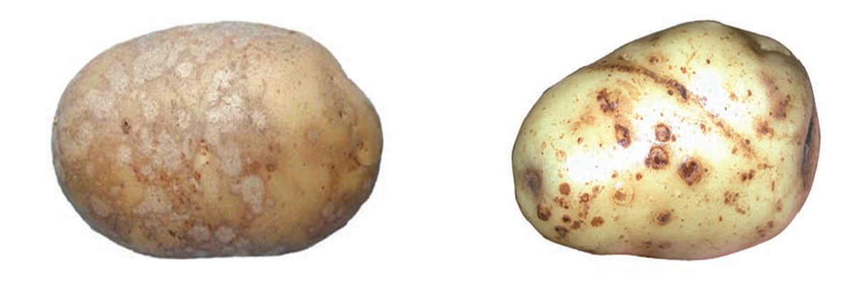 Silver scurf and Common scab