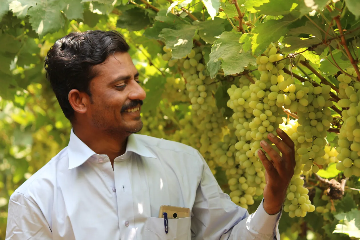 How to increase table grape yield