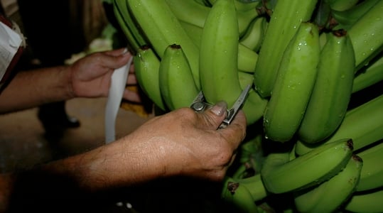 banana fruit length