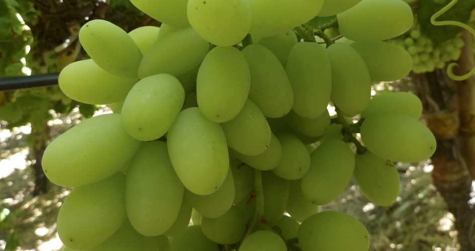 Influencing Table Grape Quality