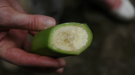 Improve banana quality