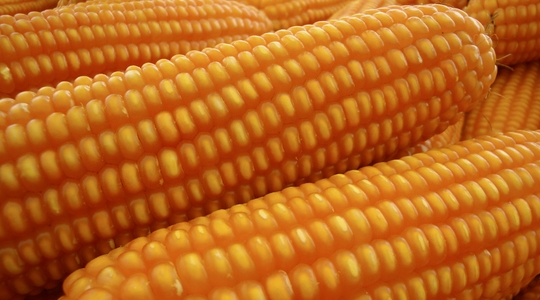 improveing-quality-maze