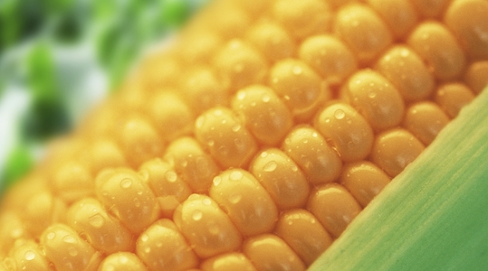 improving-maize-quality