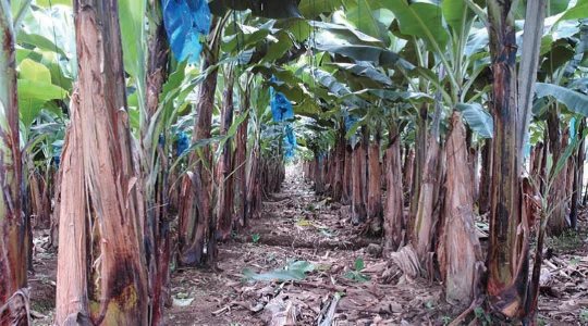 increase-banana-yield