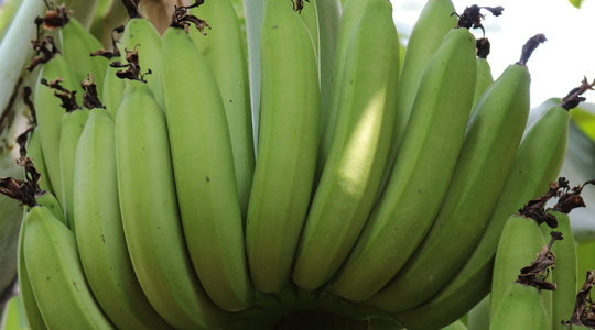 Influencing Bunch Weight in Banana