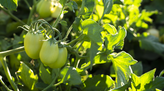infulencing-tomato
