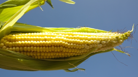 reducing-maize-cob
